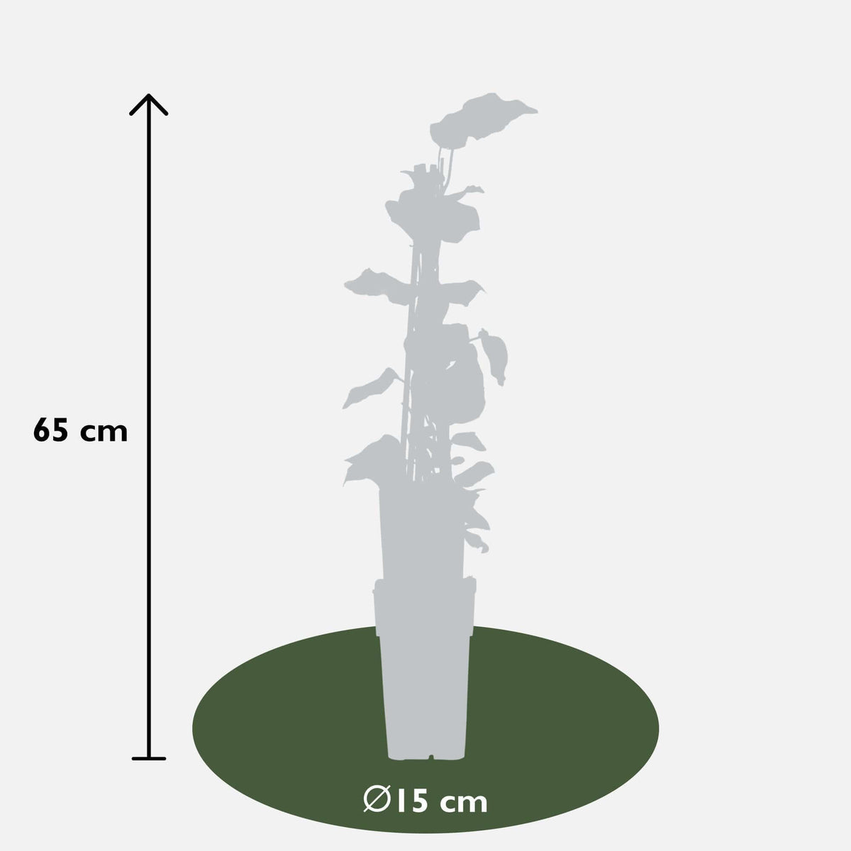 4x Hedera algeriensis 'Gloire de Maren' - ↨65cm - Ø15cm winterharde wintergroene plant in pot