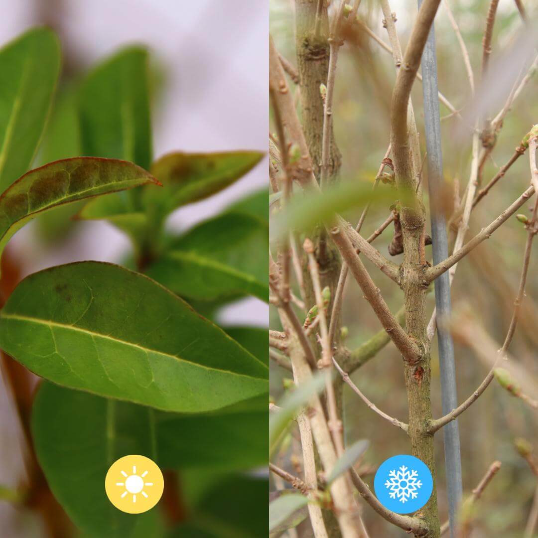 Comparison of Ligustrum Ovalifolium leaves in summer and winter - a winterharde, wintergroene plant suitable for winter.