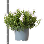 White Campanula Addenda in 12cm pot - winterhard and wintergroene plant - perfect for winter gardens - Klokjesbloem wit