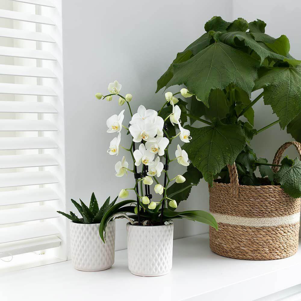 Witte Phalaenopsis orchidee Niagara Fall in een witte pot, bloeiende kamerplant vers van de kweker, perfect voor elk interieur.