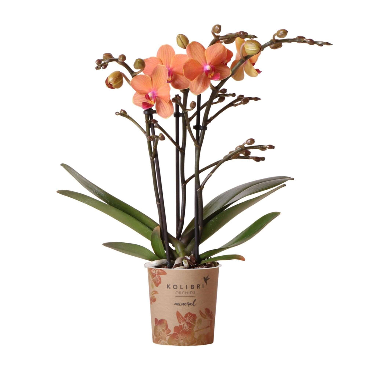 Oranje Phalaenopsis orchidee zonder sierpot, potmaat Ø9cm, bloeiende kamerplant Kolibri Orchids, heldere en levendige kleur bloemen