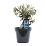 Olea Olijf plant in zwarte pot met flesje, winterharde en wintergroene plant, Ø13cm, ↕25cm, perfect voor elk interieur.