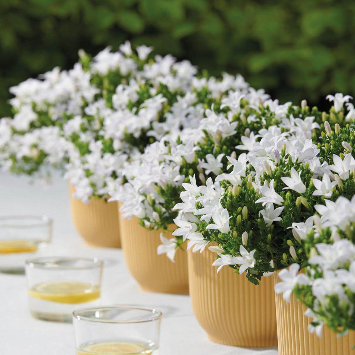 White Campanula Addenda plants in 12cm pots displayed outdoors, showcasing their winterhard and wintergroene qualities