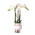 Witte Phalaenopsis orchidee Amabilis in Le Chic zilveren sierpot, potmaat Ø9cm, bloeiende kamerplant 40cm hoog, elegante kamer decoratie.