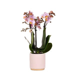 Zachtroze Phalaenopsis orchidee Andorra in een Gold foot roze sierpot, potmaat 9cm, 35cm hoog, bloeiende kamerplant.