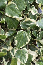 Hedera colchica 'Dentata Variegata' with variegated leaves, an easy-to-maintain evergreen climber and winter-hardy plant