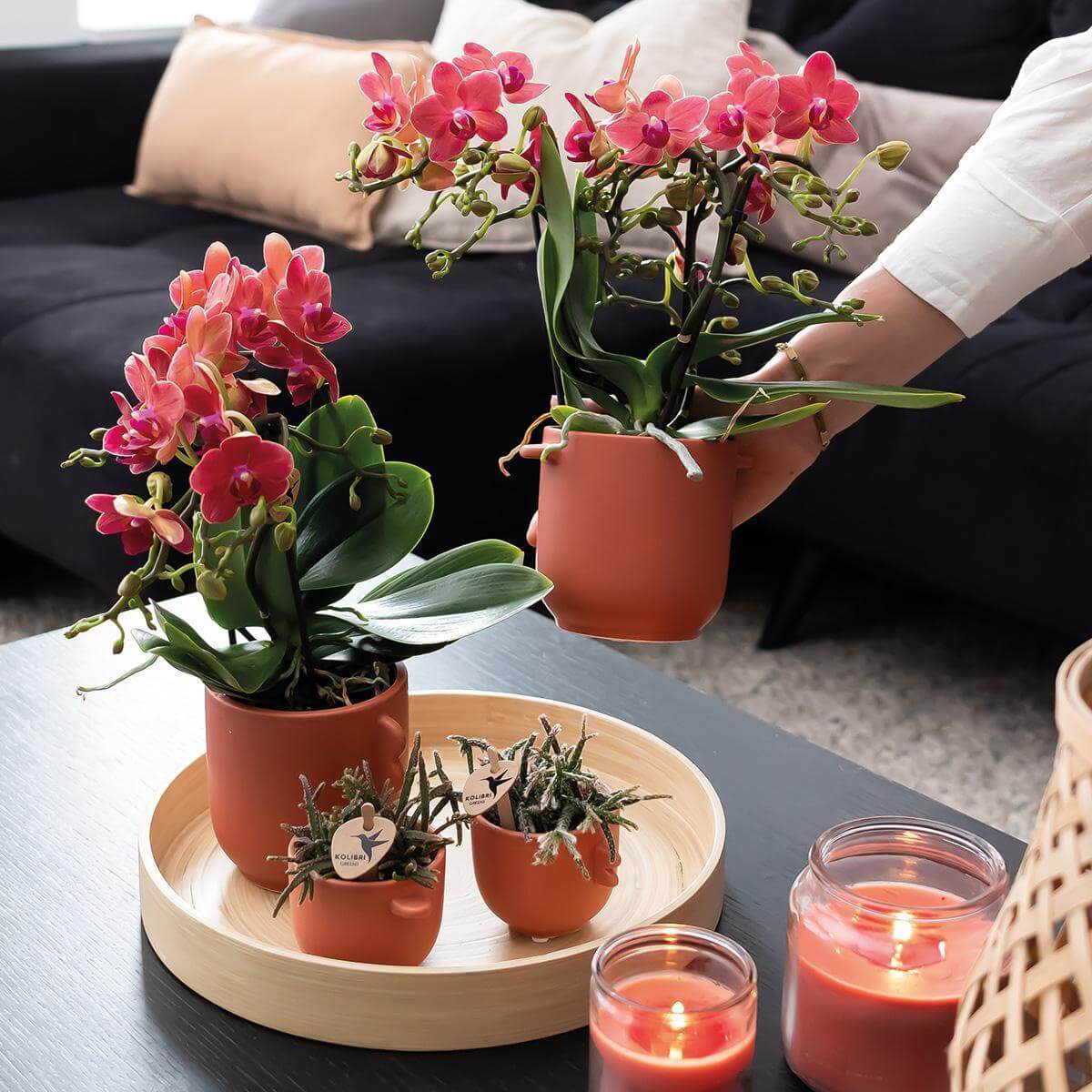 Twee rode Phalaenopsis orchideeën op een salontafel in terracotta potten met kaarsen, perfect voor een sfeervol interieur