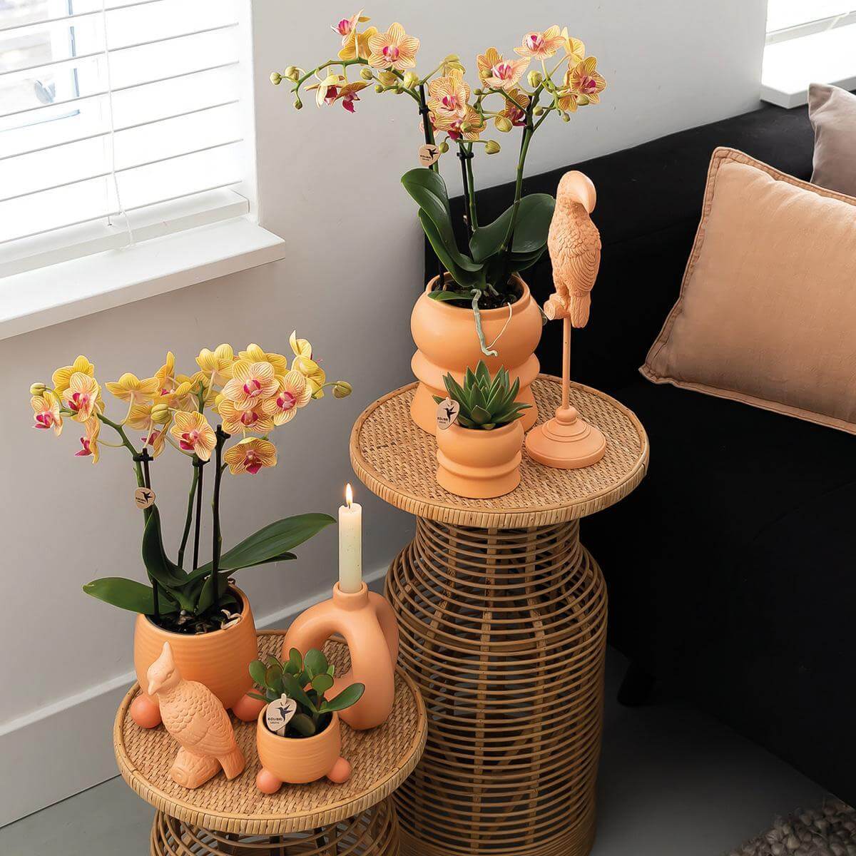 Oranje Phalaenopsis orchidee in sierpotten, exotische bloeiende kamerplanten in moderne woonkamer, decoratie met tropische thema