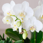 Witte Phalaenopsis Amibilis orchidee met knoppen en groene bladeren uit de Luxury Living set van Kolibri Company.