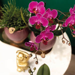 Twee paarse phalaenopsis orchideeën in sierpot op tafel met groen decor en gouden beeldje.