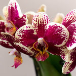 Kolibri Orchids - Geel rode Phalaenopsis orchidee bloem in detail, perfecte toevoeging aan een retro terracotta sierpot, set van Kolibri Company.