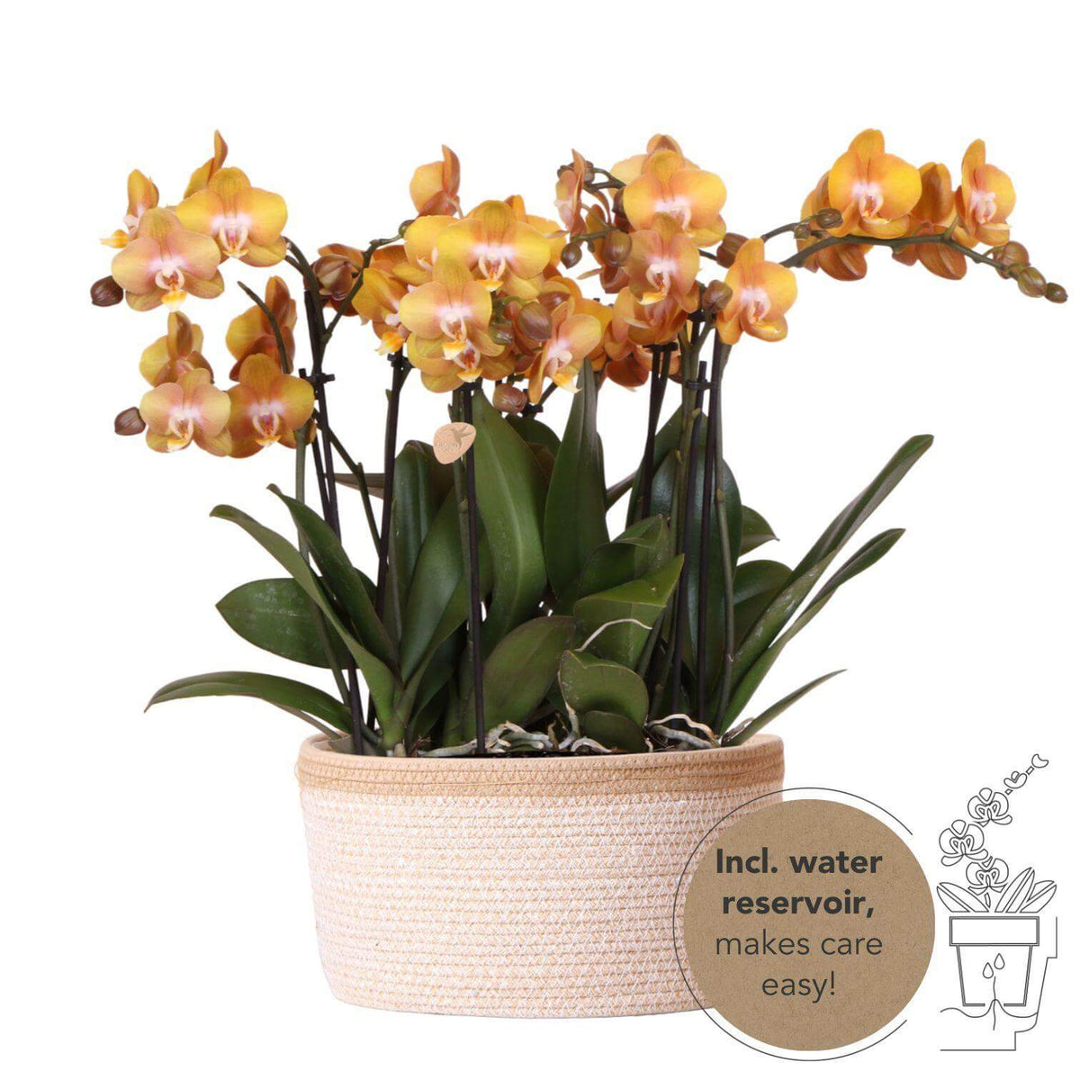 oranje orchideeënset in katoenen mand met waterreservoir - Kolibri Orchids