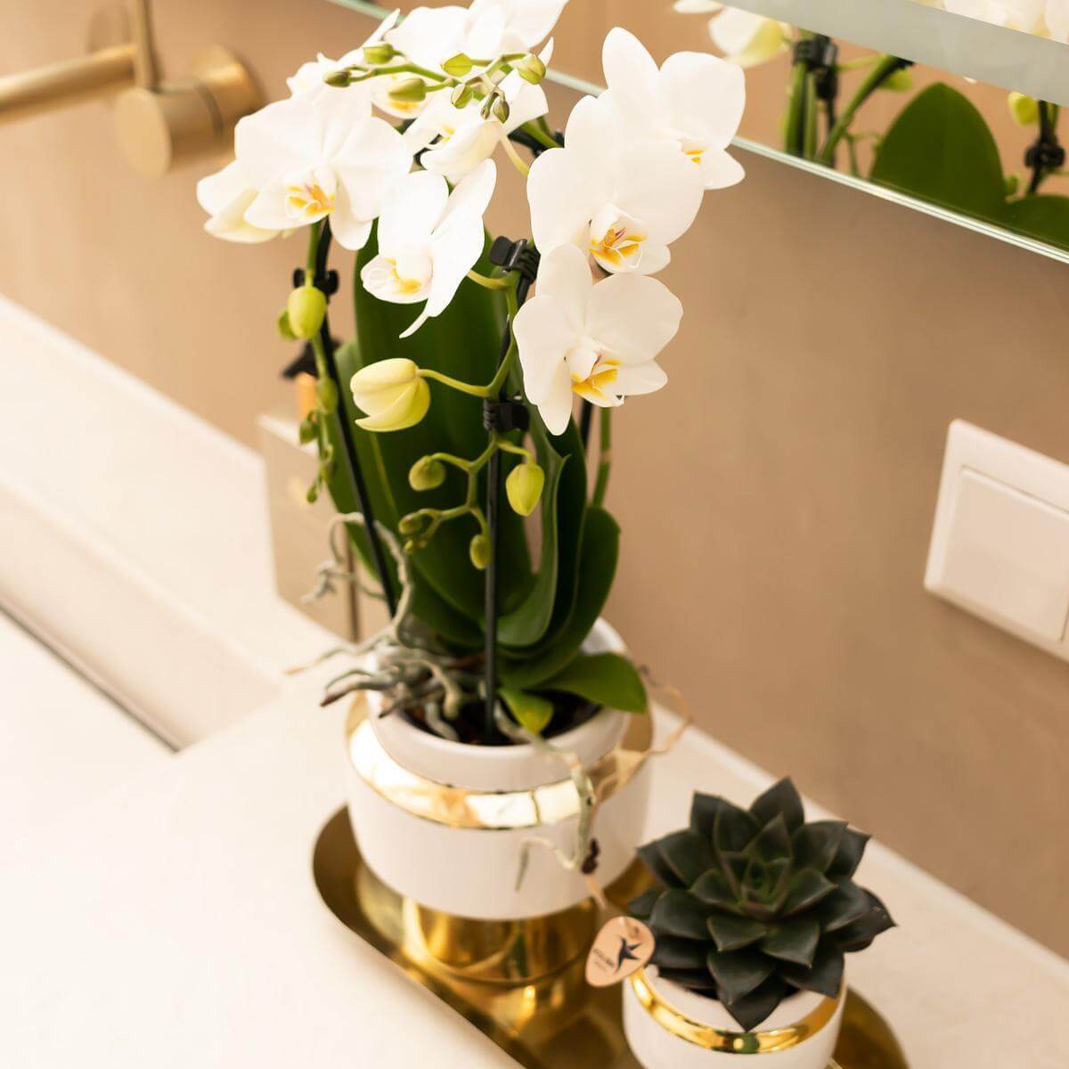 Luxe set van witte orchidee en succulent in gouden sierpotten op een gouden dienblad, perfect voor een chic interieur.