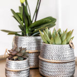 Kolibri Company planten set Groove zilver met witte orchidee Amabilis en groene plant Aloe Brevifolia in sierpotten.