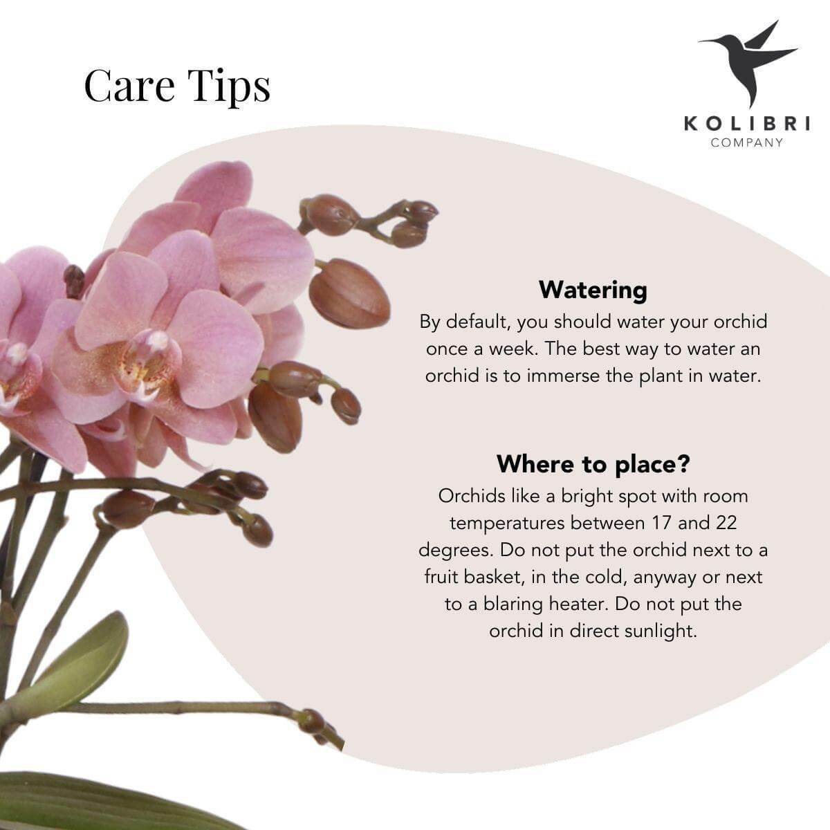 Kolibri Orchids verzorgingstips voor roze Phalaenopsis orchidee, inclusief water geven en plaatsingsadviezen.