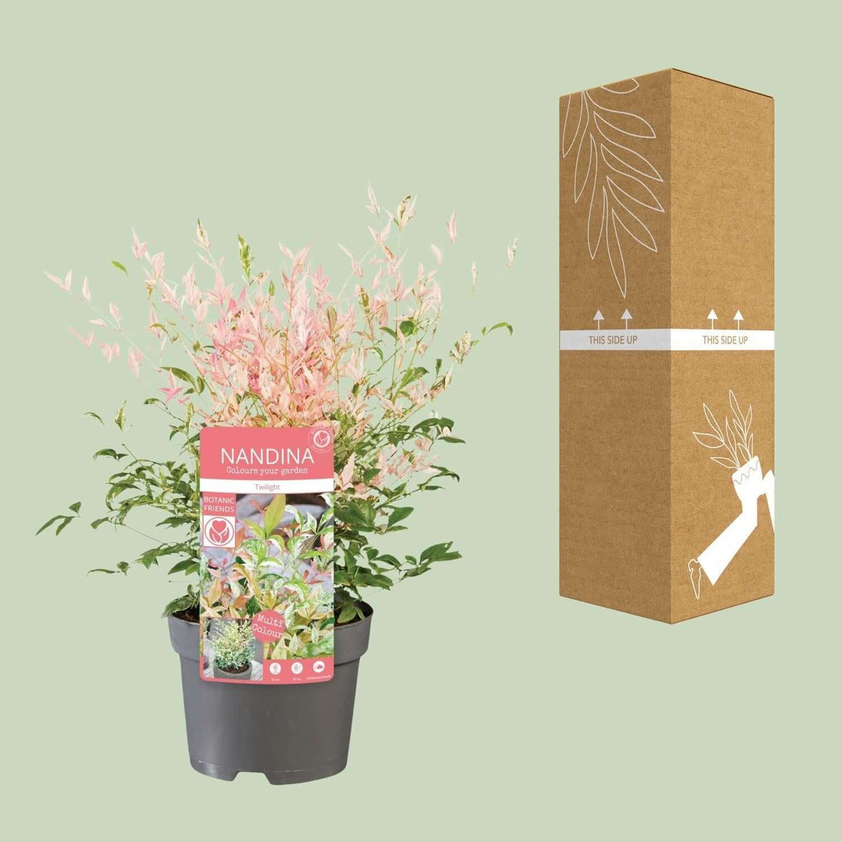 Nandina dom. 'Twilight' ® plant in pot with packaging box, perfect winterharde and wintergroene plant choice for gardens.