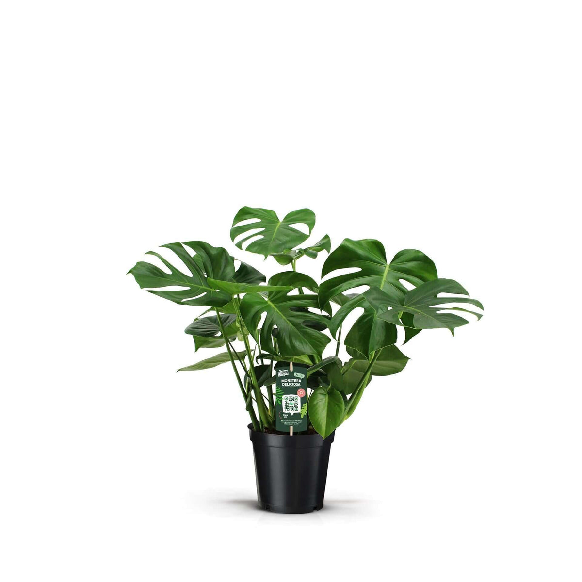 Monstera Deliciosa kamerplant in zwarte pot - Ø21cm - ↕70cm, perfect voor thuis of kantoor decoratiePROMO JULI