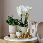 Plantenset met witte Phalaenopsis orchidee en groene succulenten in keramieken potten met metalen dienblad en gouden aapje.