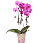 Roze Phalaenopsis orchidee Niagara Fall in potmaat Ø12cm, bloeiende kamerplant van Kolibri Orchids, perfect cadeau voor elke gelegenheid.