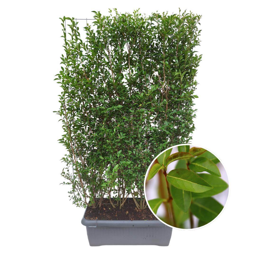 Ligustrum Ovalifolium - ready hedge plant, 120 x 40 x 180 cm, winterhard and evergreen, detailed view of leaves