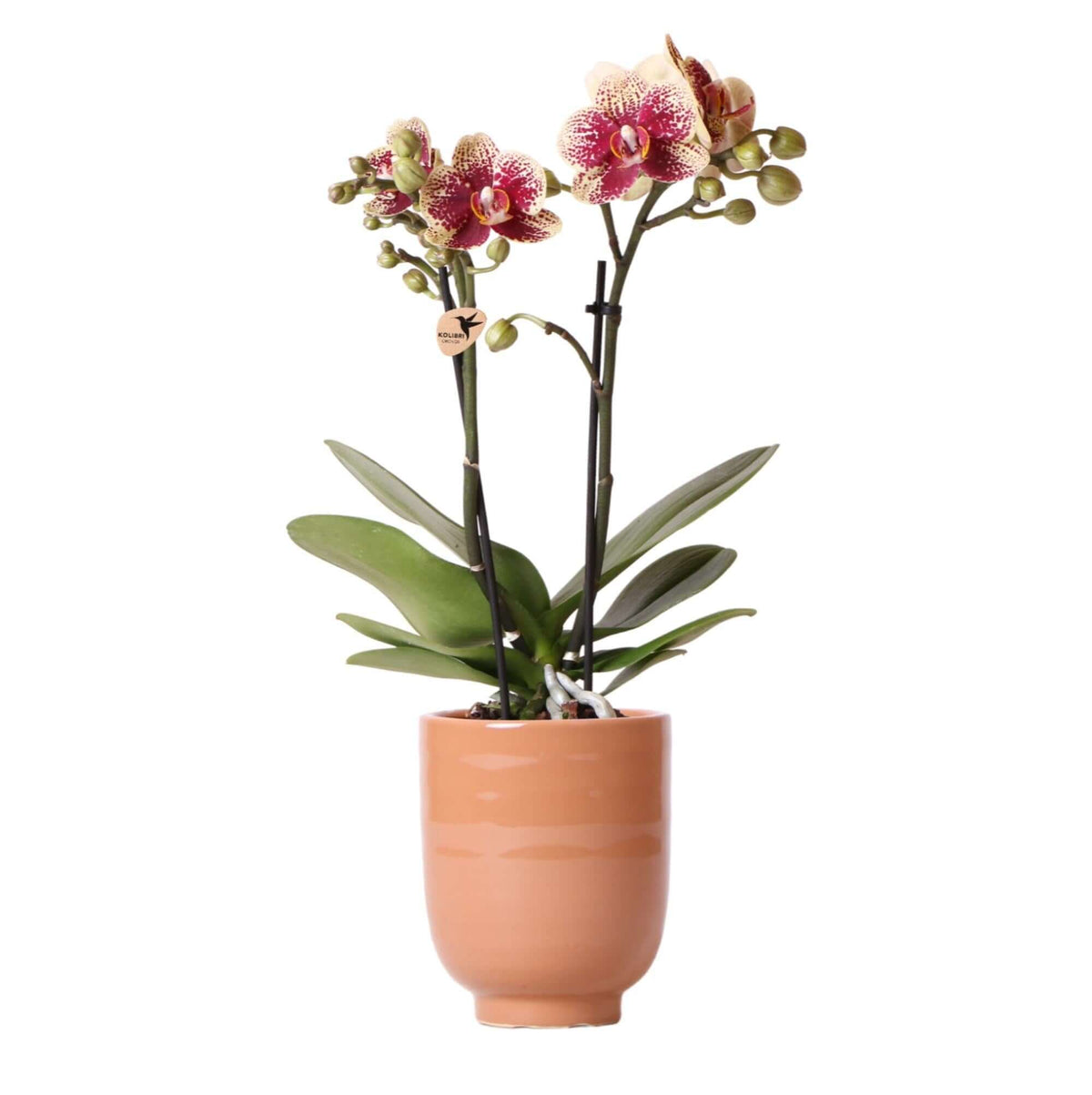 Geel rode Phalaenopsis orchidee in cognac gekleurde sierpot, potmaat Ø9cm, 40 cm hoog, bloeiende kamerplant uit Diamond collectie.