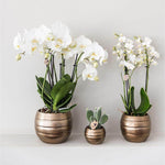 Gift set Home Hub met Phalaenopsis orchidee en succulenten in koperkleurige sierpotten van Kolibri Company.