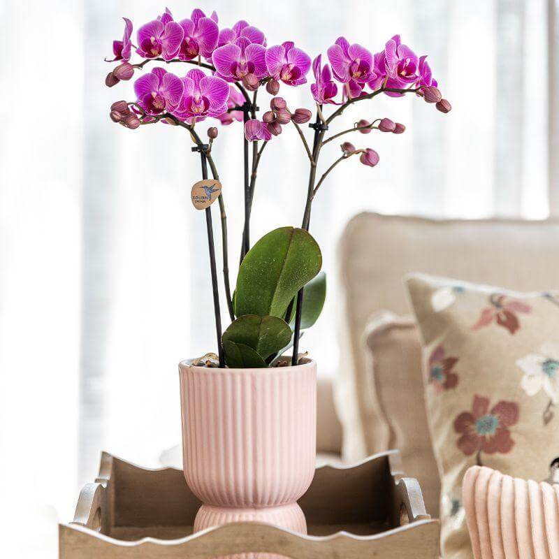 Paarse Phalaenopsis orchidee in een roze sierpot op een witte dienblad in een romantisch interieur.