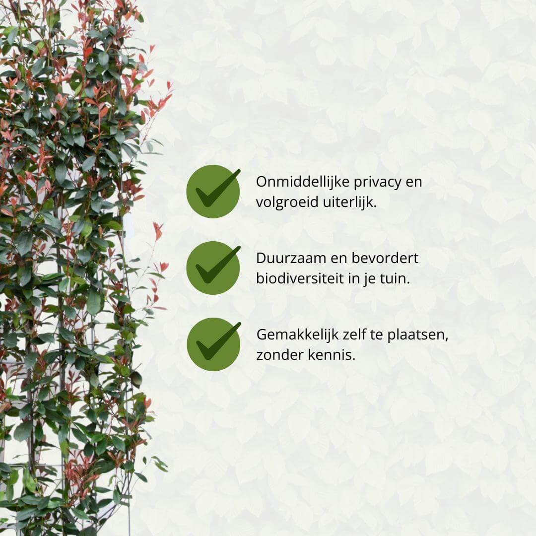 Photinia Fraseri 'Red Robin' kant-en-klaar haag met voordelen zoals privacy, duurzaamheid, bevordering van biodiversiteit, en eenvoudige plaatsing.