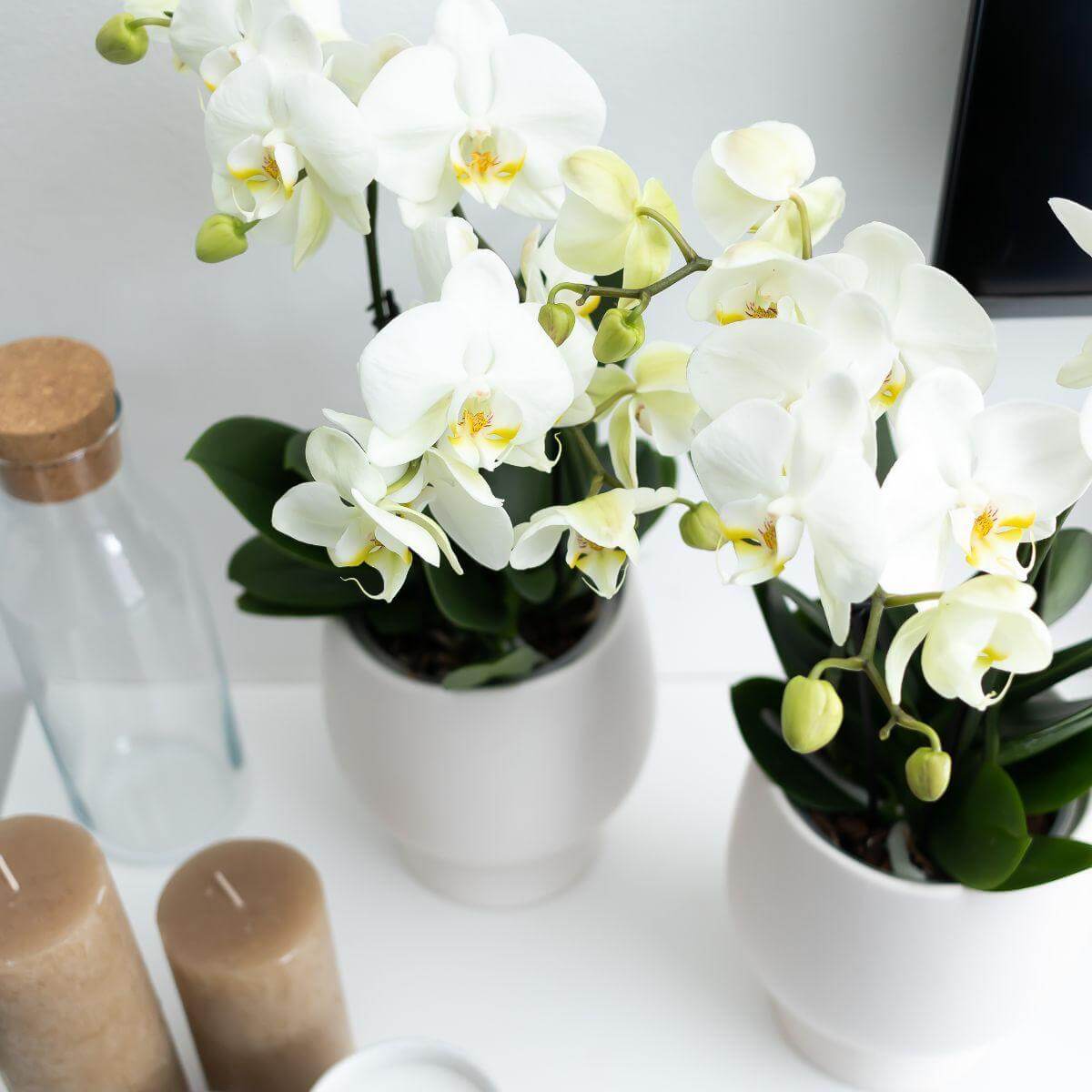 Witte Phalaenopsis orchideeën in elegante witte potten op een tafel, omringd door kaarsen en decoratieve voorwerpen.