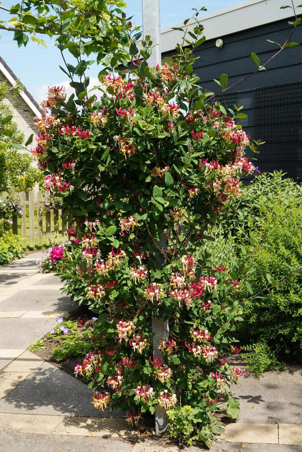 Lonicera Imperial with vibrant red blooms in late spring, a winterharde and wintergroene plant ideal for gardens.