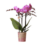 Paarse/ roze Phalaenopsis orchidee in pot Ø9cm - bloeiende kamerplant van Kolibri Orchids, vers van de kweker.