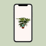 Fatsia Japonica Variegata plant in pot displayed on a smartphone screen against a light green background, showcasing its winterharde and wintergroene features.