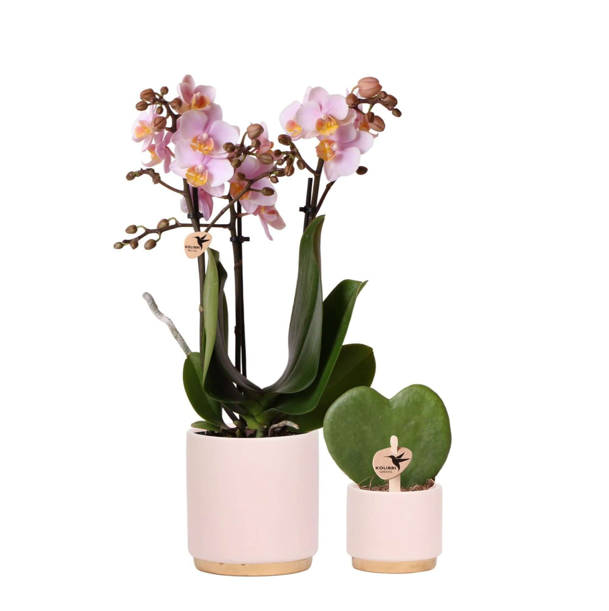 Planten set Gold foot pink met roze Phalaenopsis Orchidee en Hoya Kerrii in keramieken sierpotten - Potmaat Ø6-9cm, perfecte gift voor elk interieur