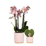 Planten set Gold foot pink met roze Phalaenopsis Orchidee en Hoya Kerrii in keramieken sierpotten - Potmaat Ø6-9cm, perfecte gift voor elk interieur