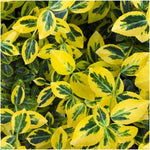 Close-up of Euonymus fortunei 'Emerald Gold' leaves with vibrant green and yellow hues, ideal winterharde plant for garden hedges.