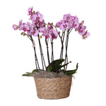 Complete orchideeën set met drie Melody orchideeën in een rieten schaal met watergeefsysteem - Ø30cm