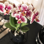 Kolibri Orchids | Geel rode phalaenopsis orchidee - rode en gele bloemen in potmaat Ø9cm | bloeiende kamerplant - vers van de kweker