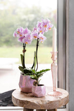 Roze phalaenopsis orchidee in een sierpot op een houten tafel naast een witte kaars, ideaal voor interieur decoratie.