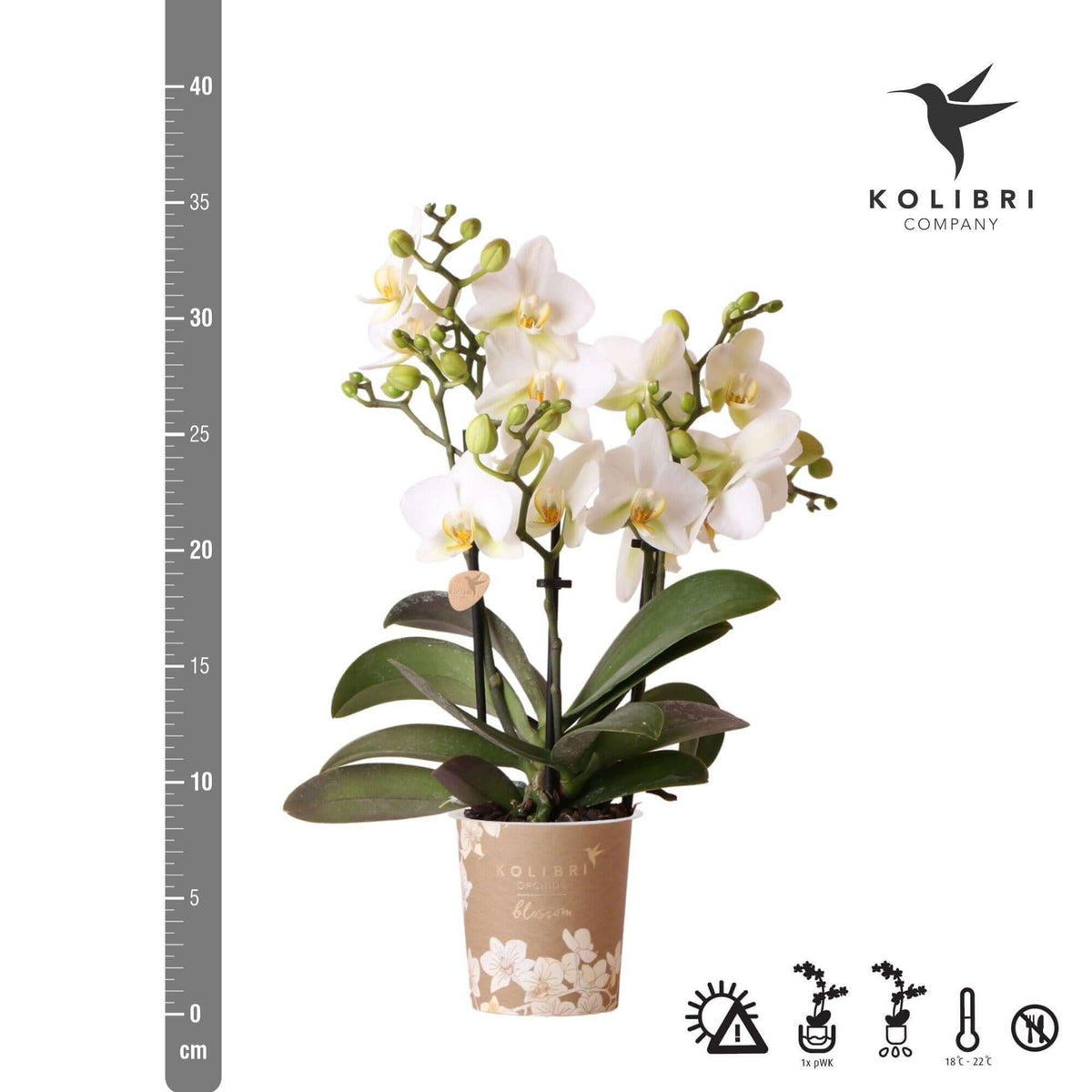 Witte Phalaenopsis orchidee in 9cm pot van Kolibri Orchids, bloemenzee aan stevige takken, perfecte kamerplant voor elk interieur.