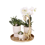 Luxe plantenset met witte Phalaenopsis orchidee, groene succulenten in keramieken potten en gouden aap decoratie op een gouden dienblad.