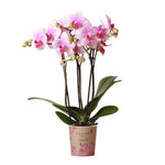 Rozebloeiende Phalaenopsis orchidee in Kolibri potmaat Ø9cm, kamerplant-vers van de kweker, ideaal voor kleurtoevoeging huisinterieur.