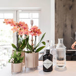 Oranje Phalaenopsis orchideeën in sierpotten naast een fles gin en een glazen karaf op een moderne keukenaanrecht.