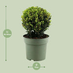 Winterharde wintergroene Ilex Crenata 'Jenny'® Ball in 17cm pot, hoogte 30-40cm.