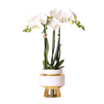 Witte Phalaenopsis Amabilis orchidee in een gouden Le Chic pot van 9cm met witte en gouden details, 40cm hoge bloeiende kamerplant