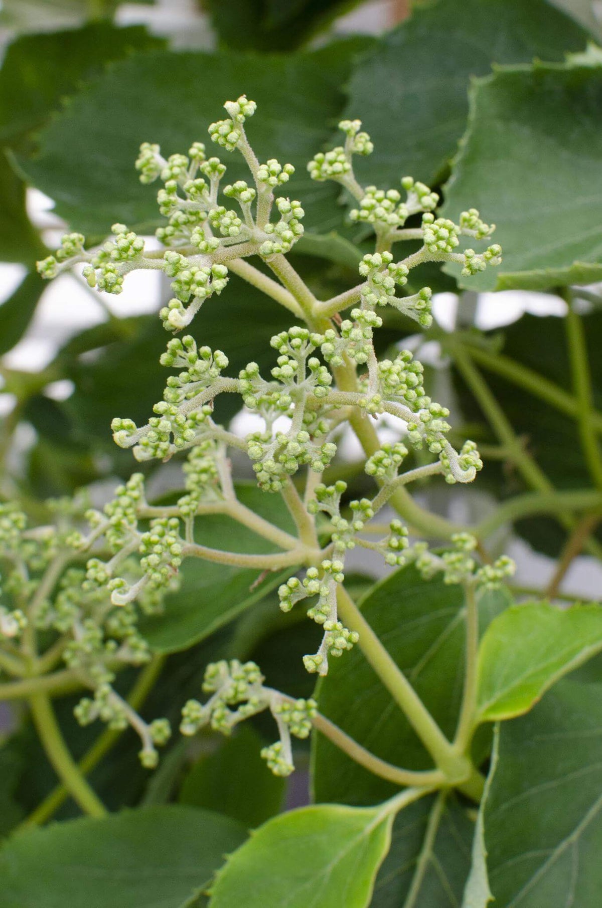 Schizophragma hydr. Snow Sensation - Klimhortensia