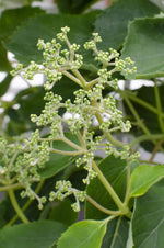 Schizophragma hydr. Snow Sensation - Klimhortensia