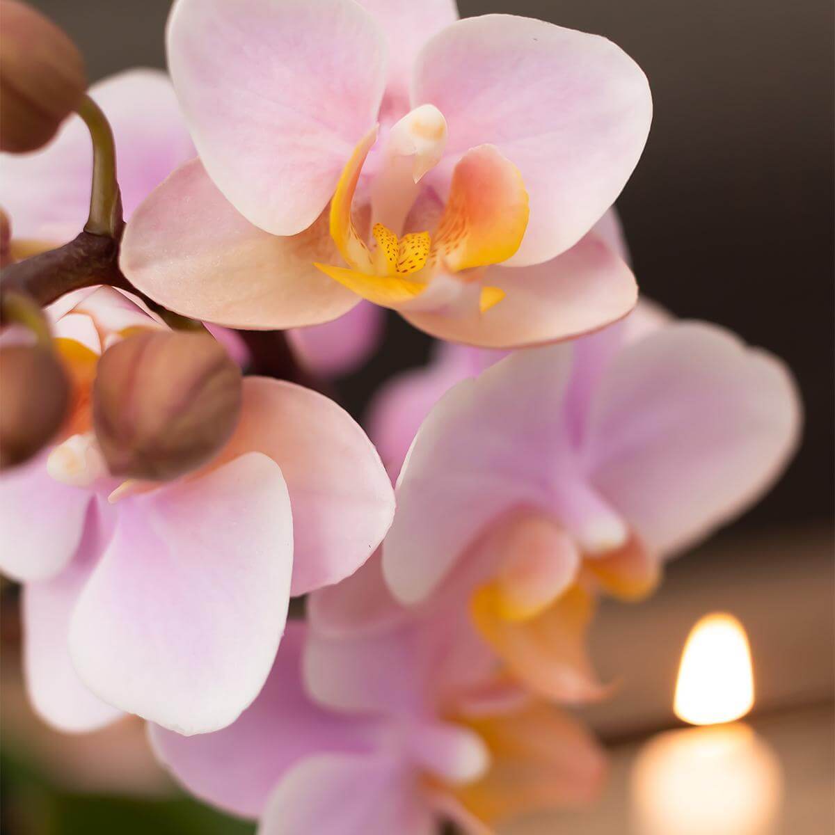 Roze Phalaenopsis Orchidee bloem in bloei, close-up met zachte achtergrondverlichting.