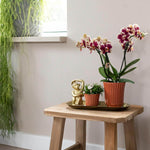 Kolibri Orchids op houten tafel, met kleurrijke bloemen in decoratieve potten en groene planten op de achtergrond, kamerplant decoratie