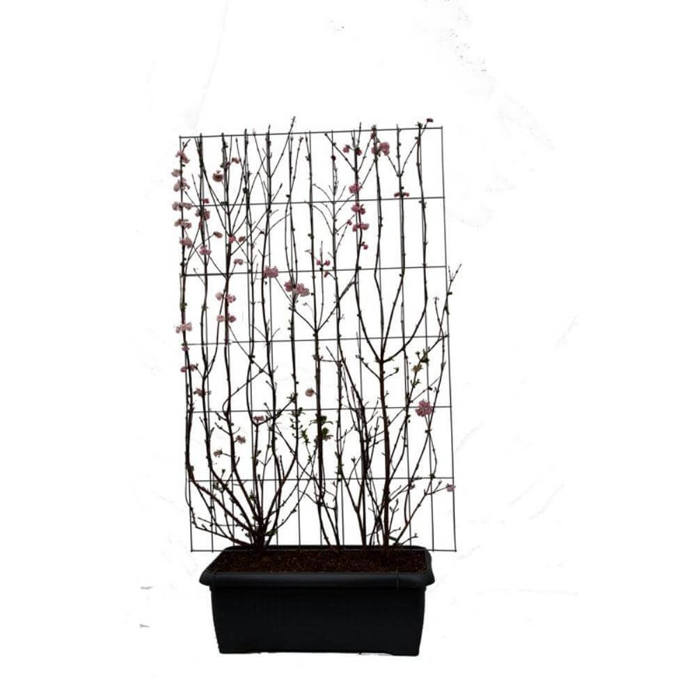 Viburnum bodn. 'Dawn' - Winterharde wintergroene plant voor tuin en terras afscheiding, scherm met roze bloemen (180cm)