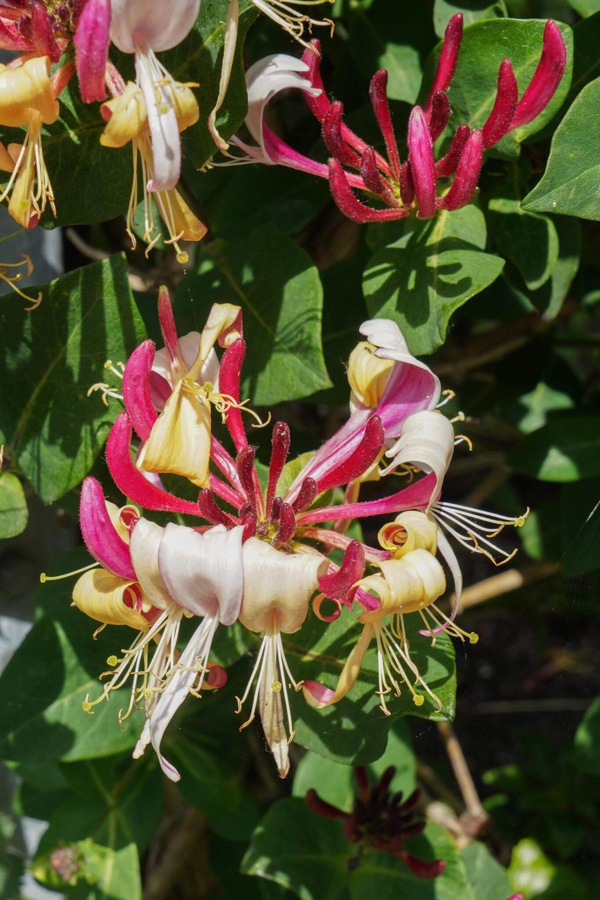 Lonicera periclymenum cap. Imperial Kamperfoelie, bekend om zijn mooie rode bloem, winterharde en wintergroene plant in volle bloei.